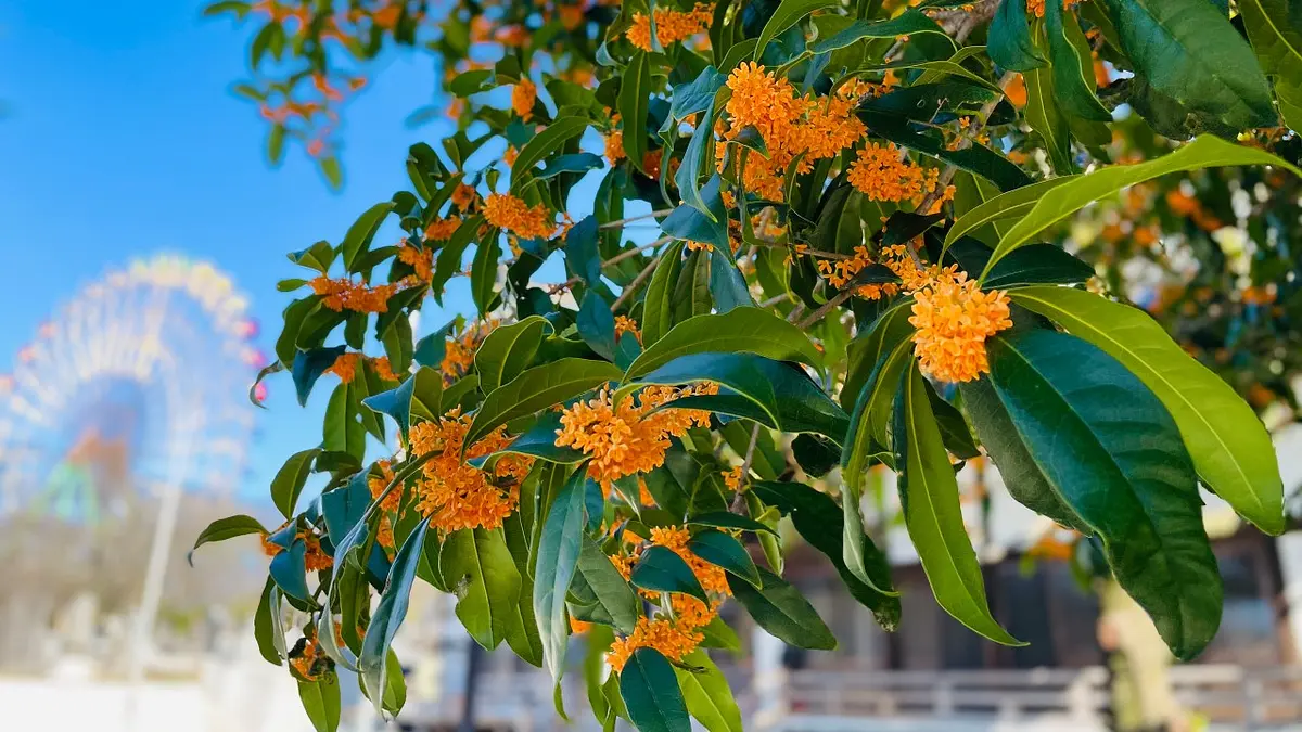 華蔵寺の金木犀