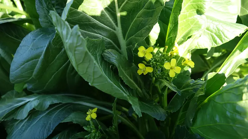 目の前に広がる田畑