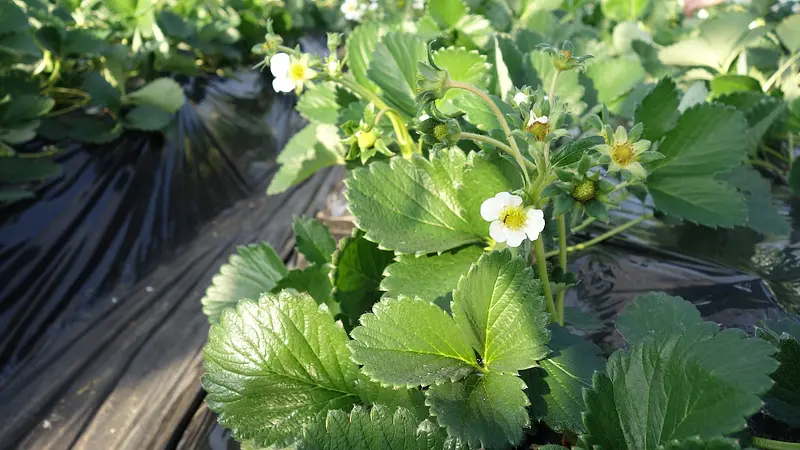 12月からはイチゴが楽しみ