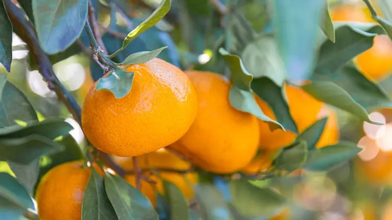 木村観光みかん園