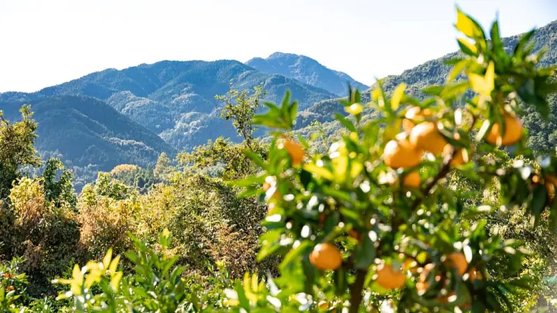 山麓に広がるみかん畑