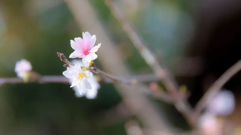 桜山公園（冬桜）
