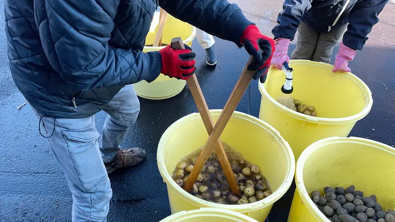 ジャガイモを洗っているところ