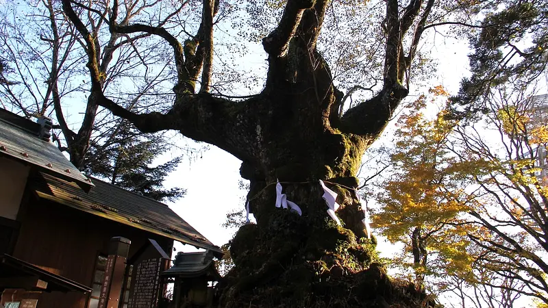 御神木しなの木