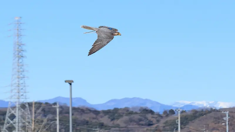 猛禽類の超高速フライト