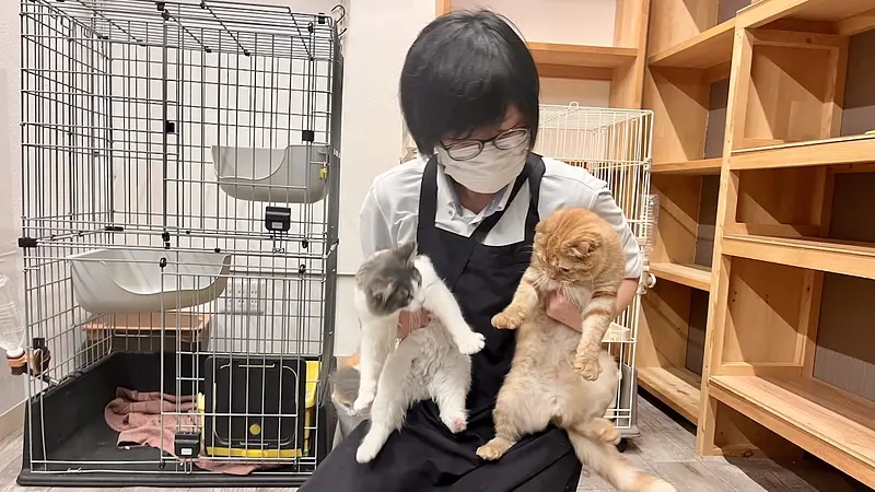 にゃんルームの猫たち