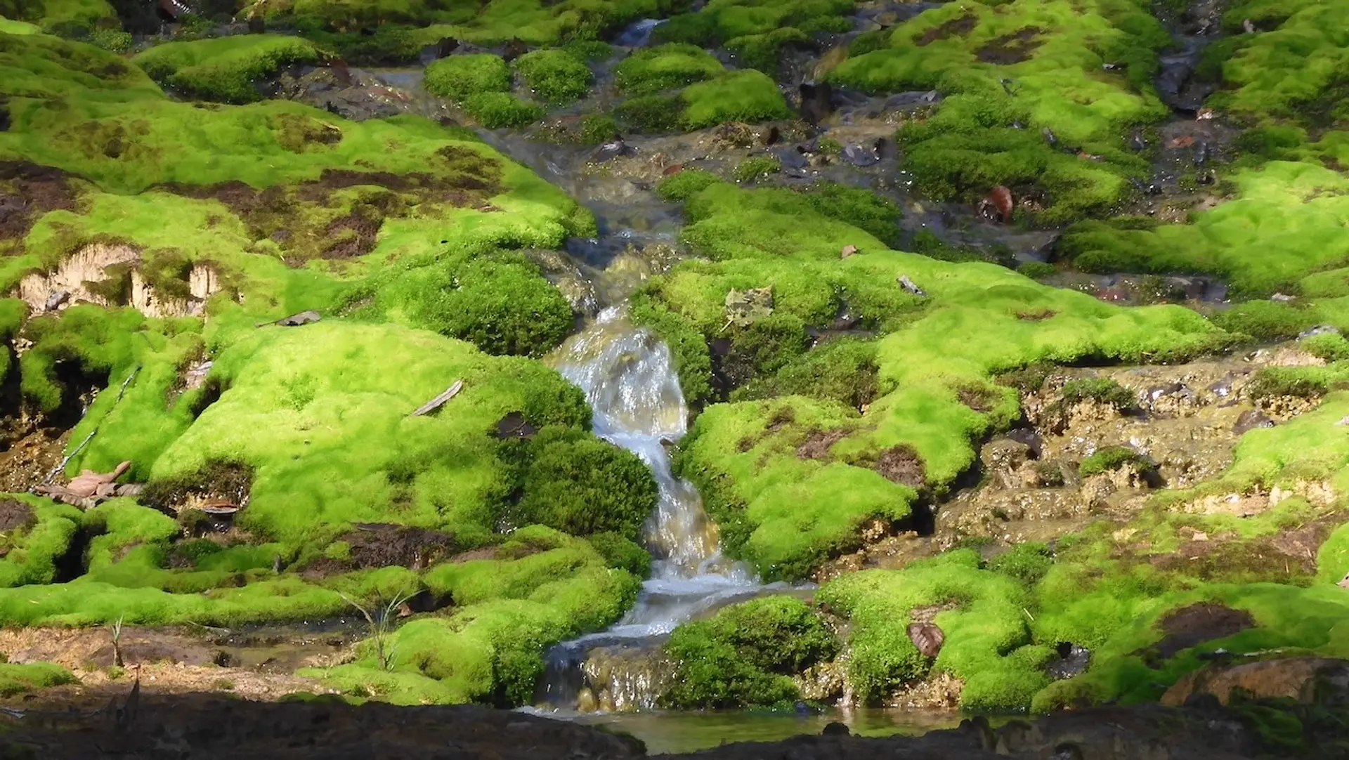 チャツボミゴケ公園