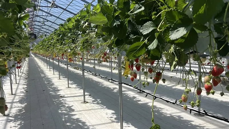 快適な高設土耕栽培