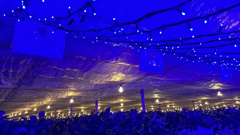 光に包まれる幻想的なナイトいちご狩り