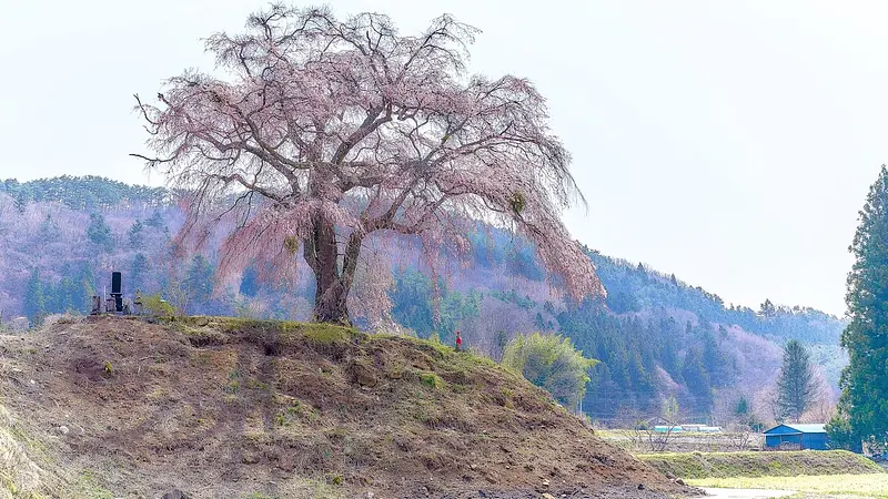 上発知のシダレザクラ