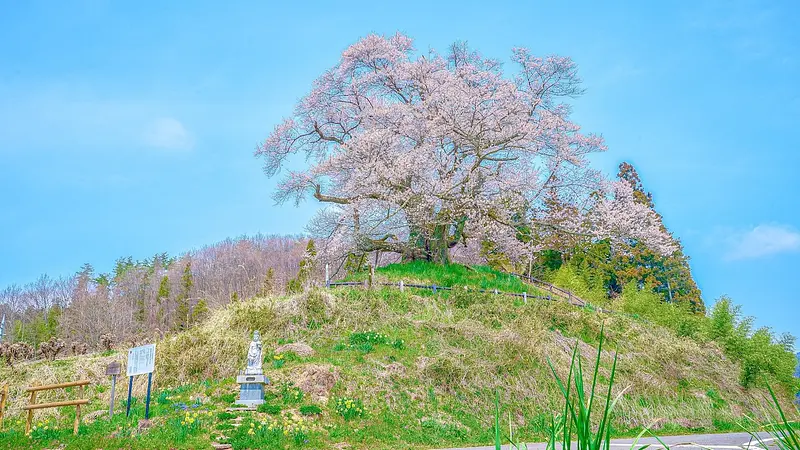 発知のヒガンザクラ