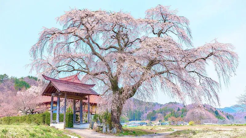 天照寺のしだれ桜