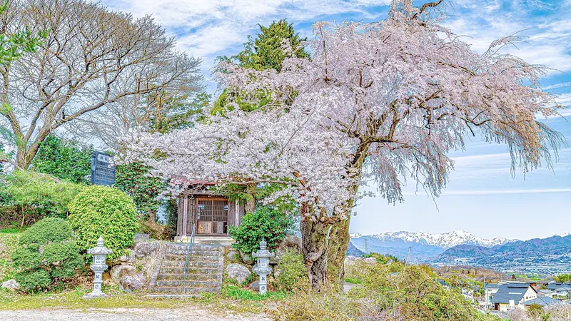 下川田のしだれ桜