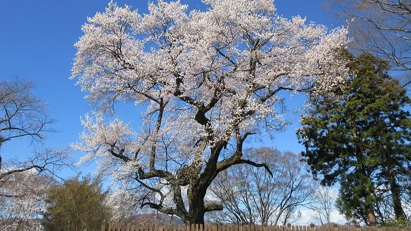 沼田公園の御殿桜（ヒガンザクラ）