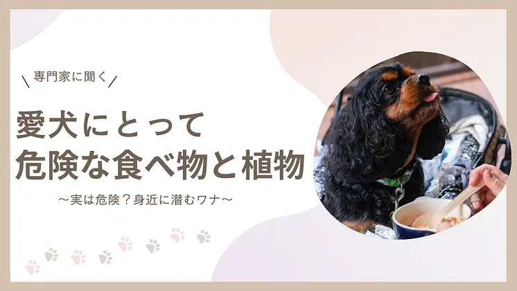 愛犬にとって危険な食べ物と植物