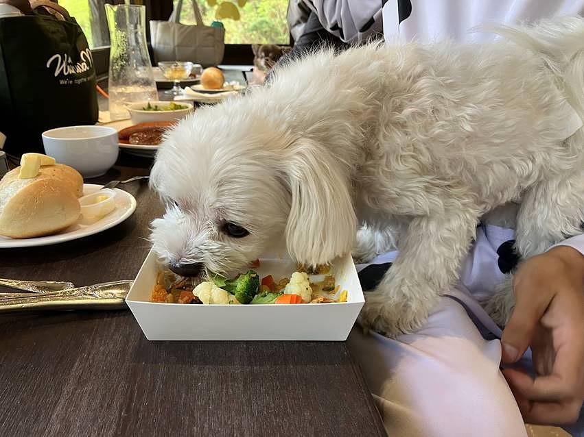 テーブルの上に座っている犬

AI によって生成されたコンテンツは間違っている可能性があります。