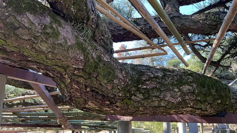 日の光が差し込むマツのトンネル