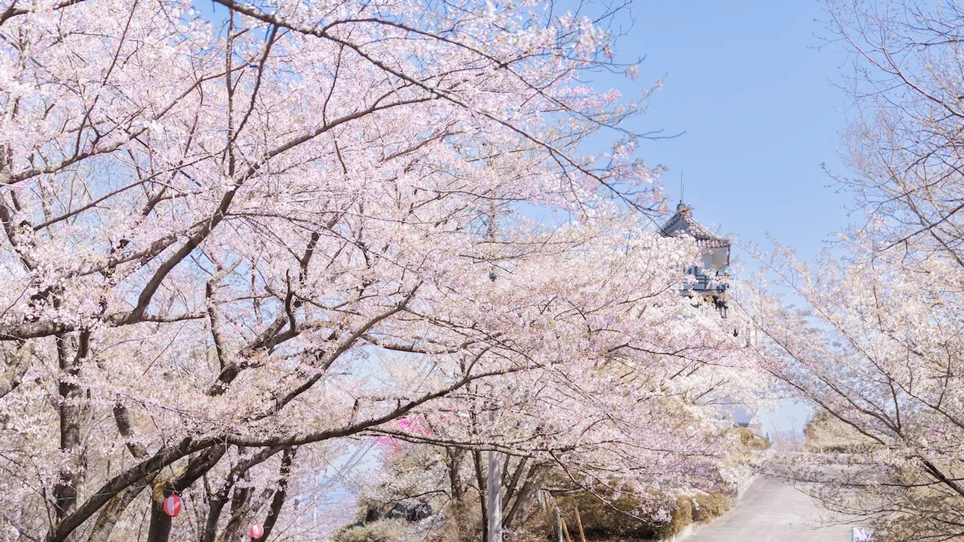 牛伏山・山頂のお花見