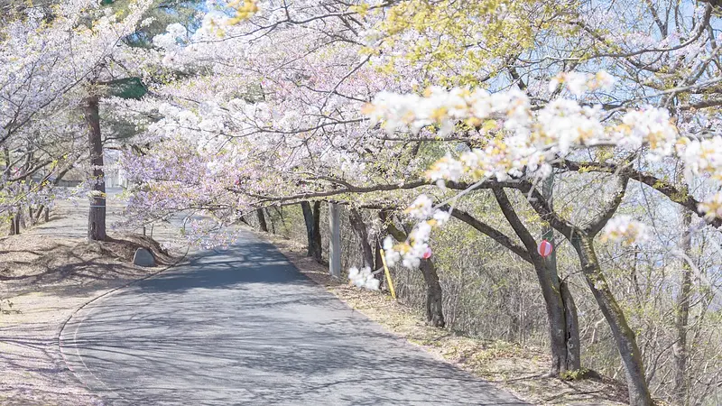 季節が変わり様変わりした山頂への道