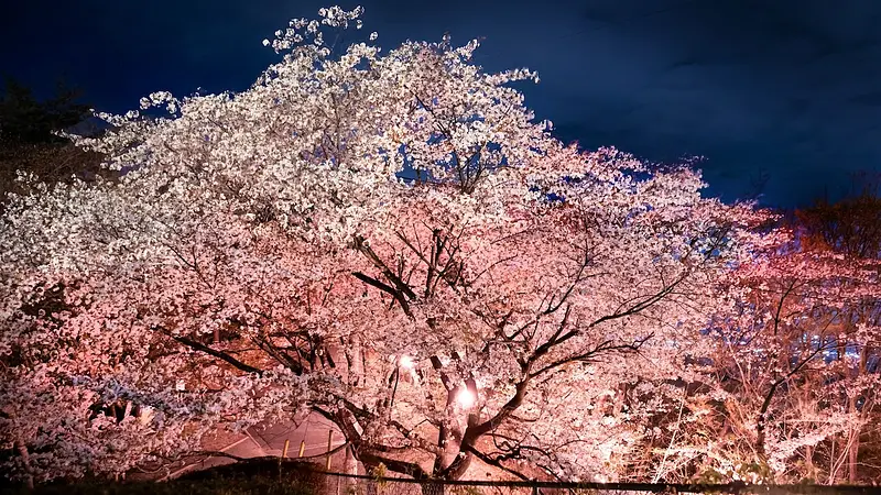 夜桜