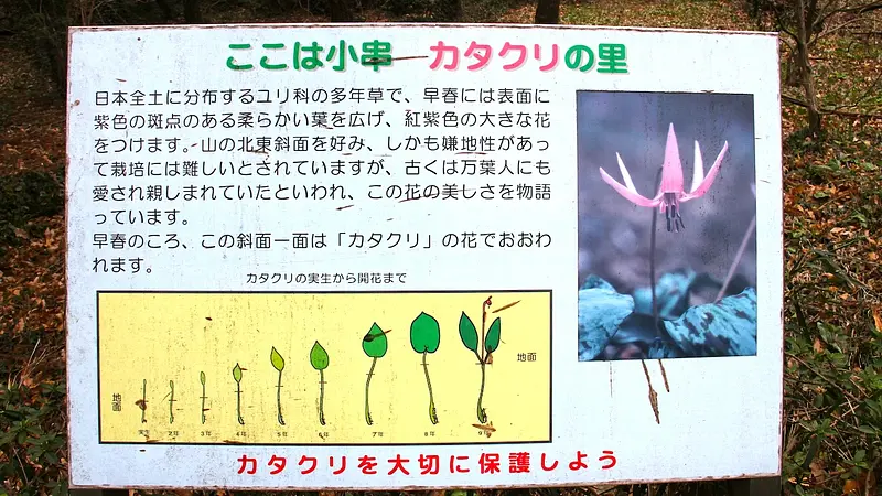 小串カタクリの里
