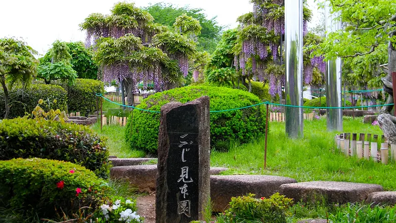 45種類の藤が並ぶ見本園