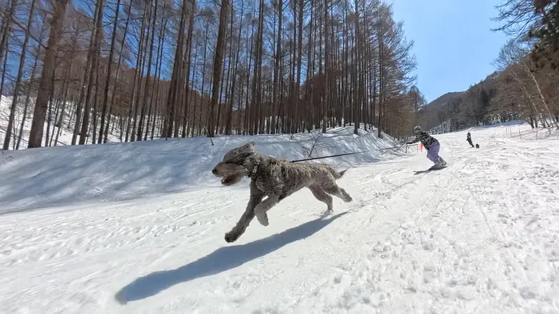 愛犬と一緒に滑走可能❄🐕