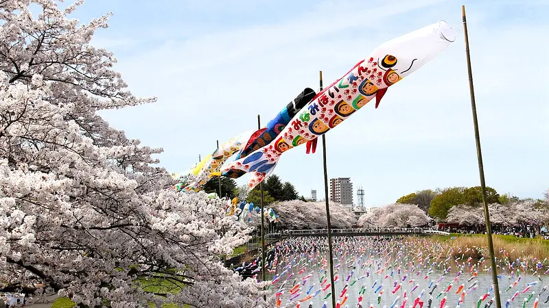 満開の桜とこいのぼり