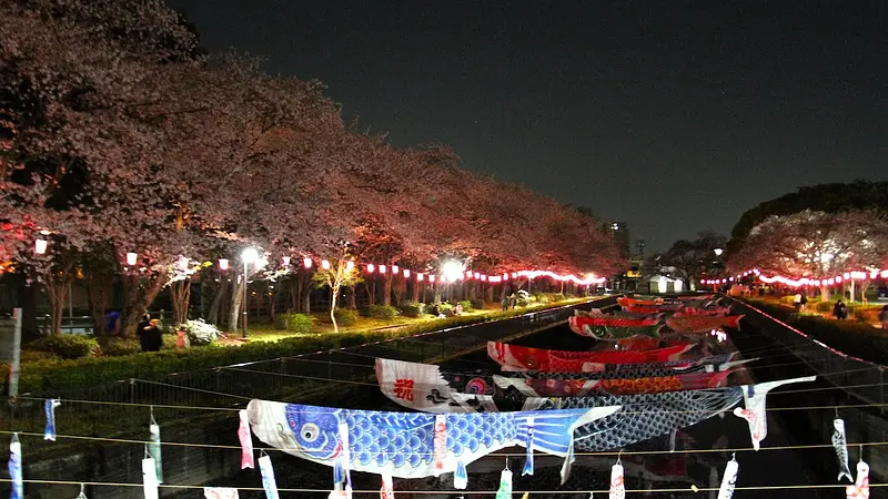 夜はぼんぼりライトアップで幻想的な夜桜
