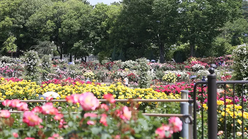 春のばら園まつり