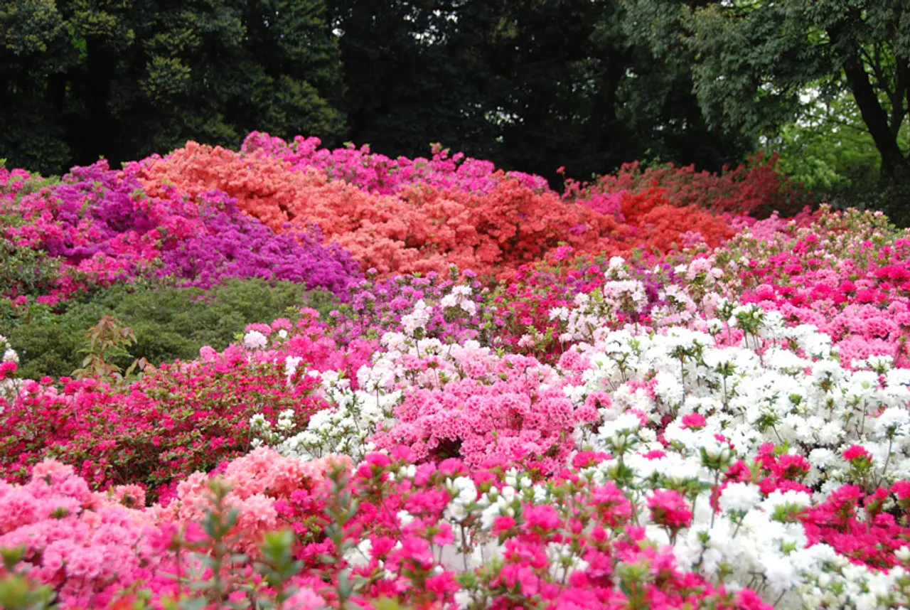 つつじが岡公園