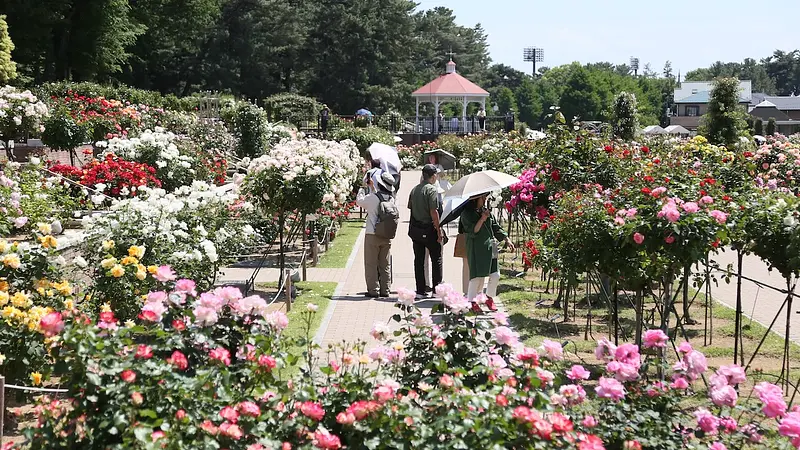 たくさんのバラの花束に囲まれているよう