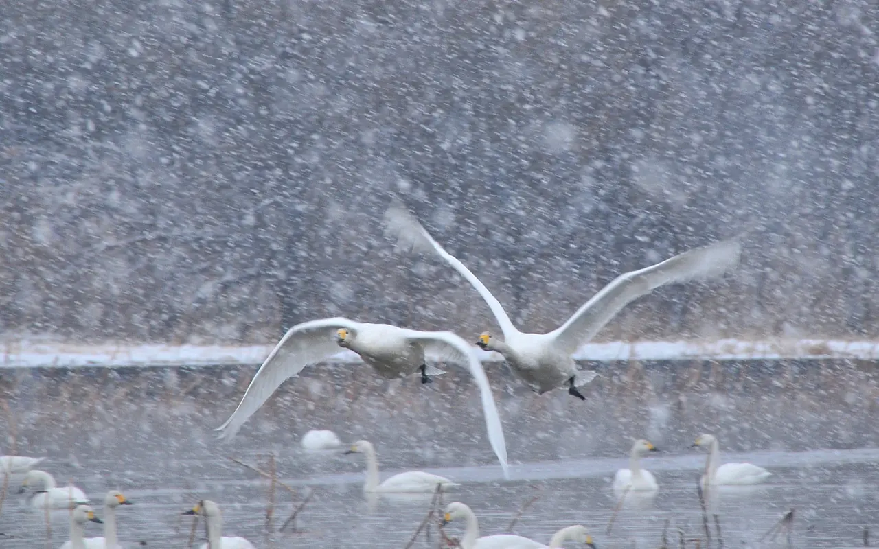 おうら中央公園の白鳥