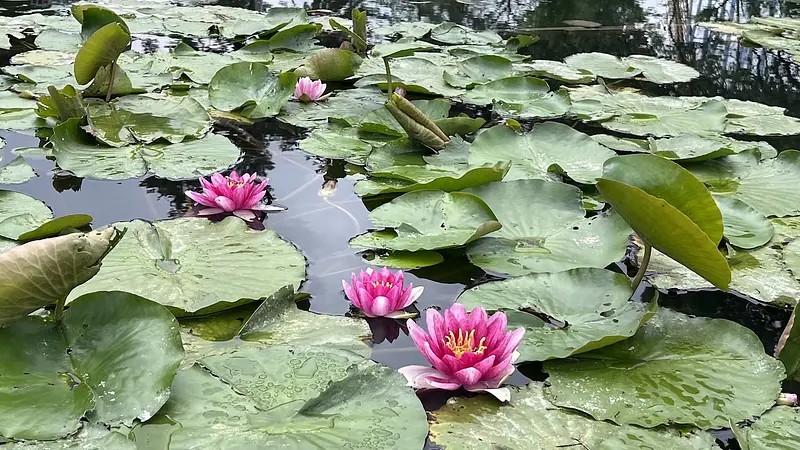 水面に映るスイレン