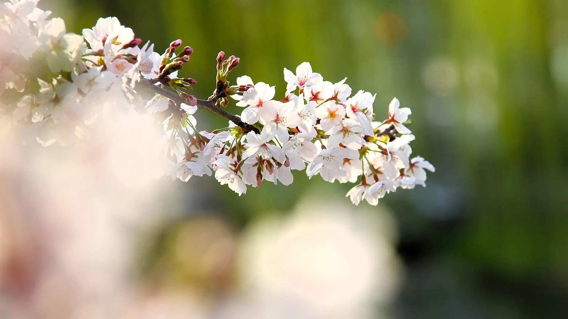 広瀬川で可憐な桜
