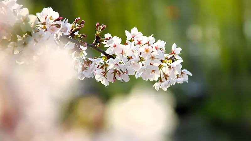 広瀬川で可憐な桜