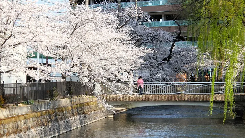 春の広瀬川で癒しのひととき