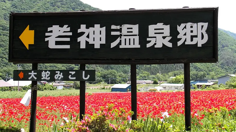 老神温泉のポピー畑