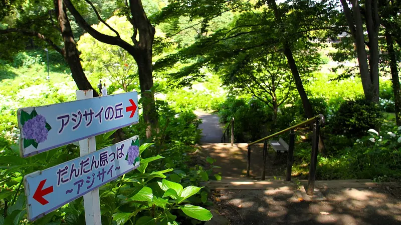 アジサイの丘
