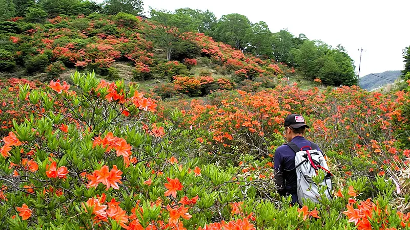 圧倒的なレンゲツツジの絶景へ