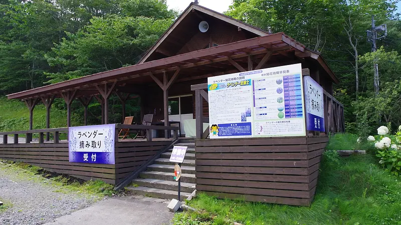 ラベンダー摘み取り体験