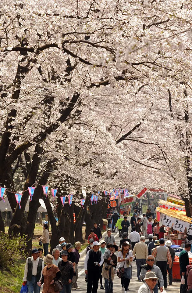 赤城南面千本桜（1）（前橋市）