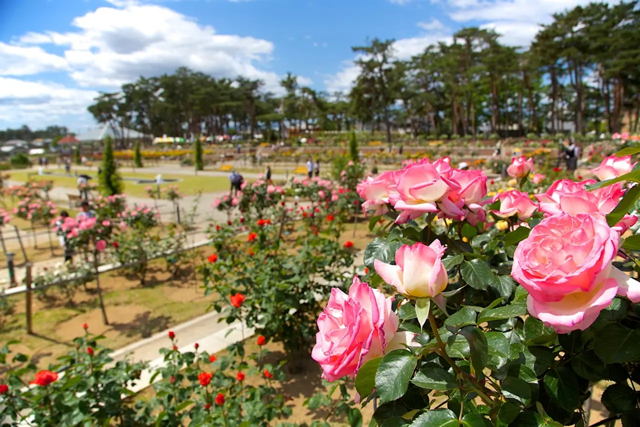 敷島公園門倉テクノばら園（3）（前橋市）