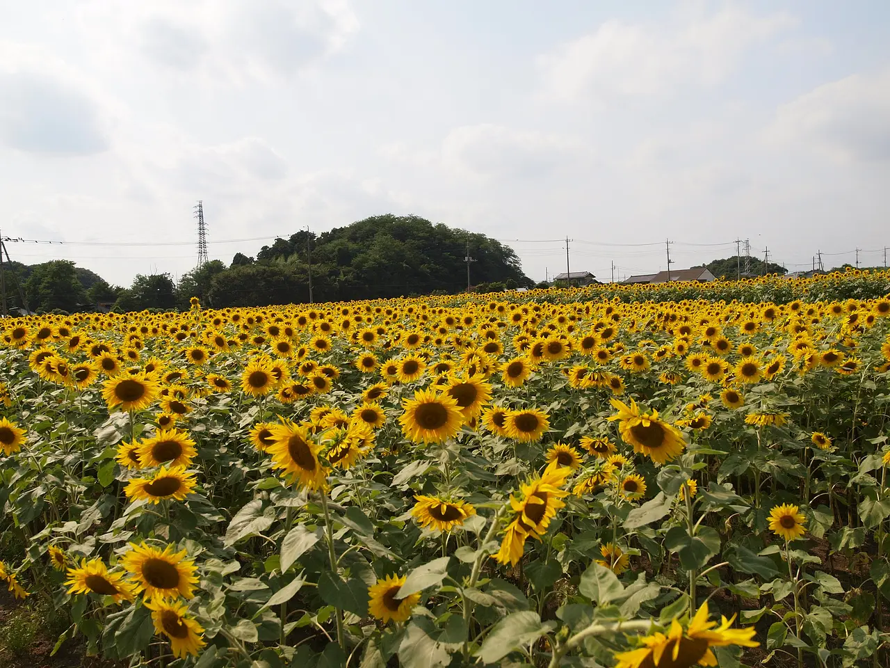 西大室町のひまわり畑（前橋市）