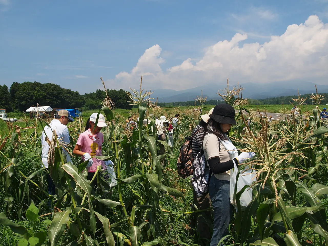 粕川室沢地区　とうもろこし収穫体験（前橋市）