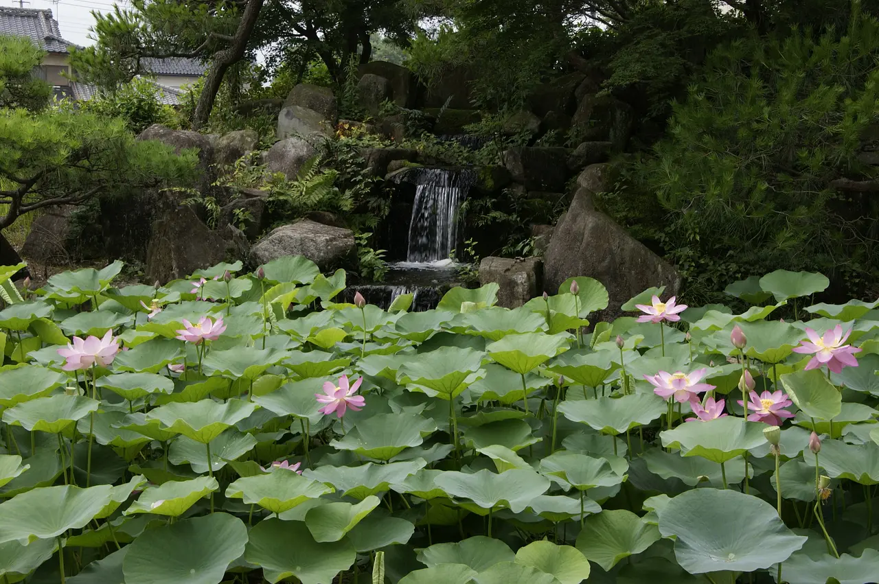 多胡碑記念館　いしぶみの里公園の大賀蓮（高崎市）