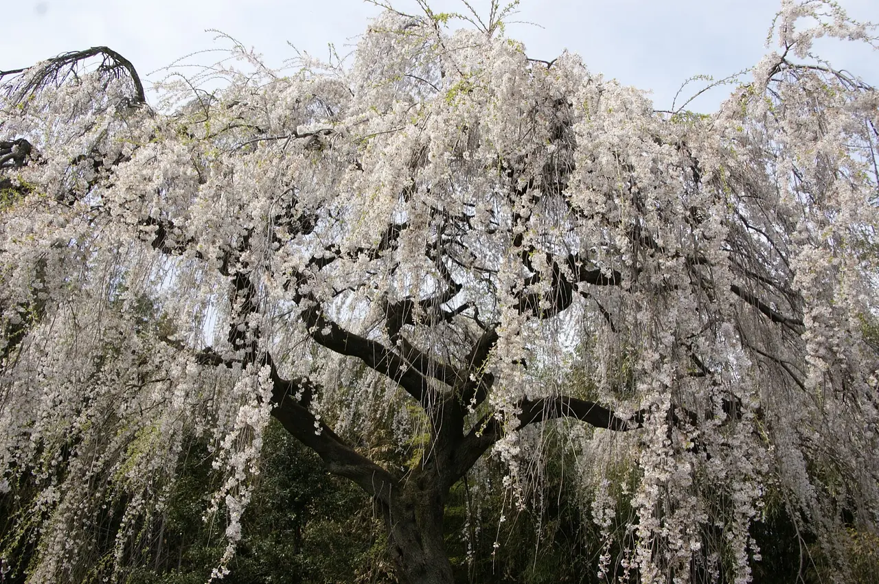 上奥平のしだれ桜（高崎市）