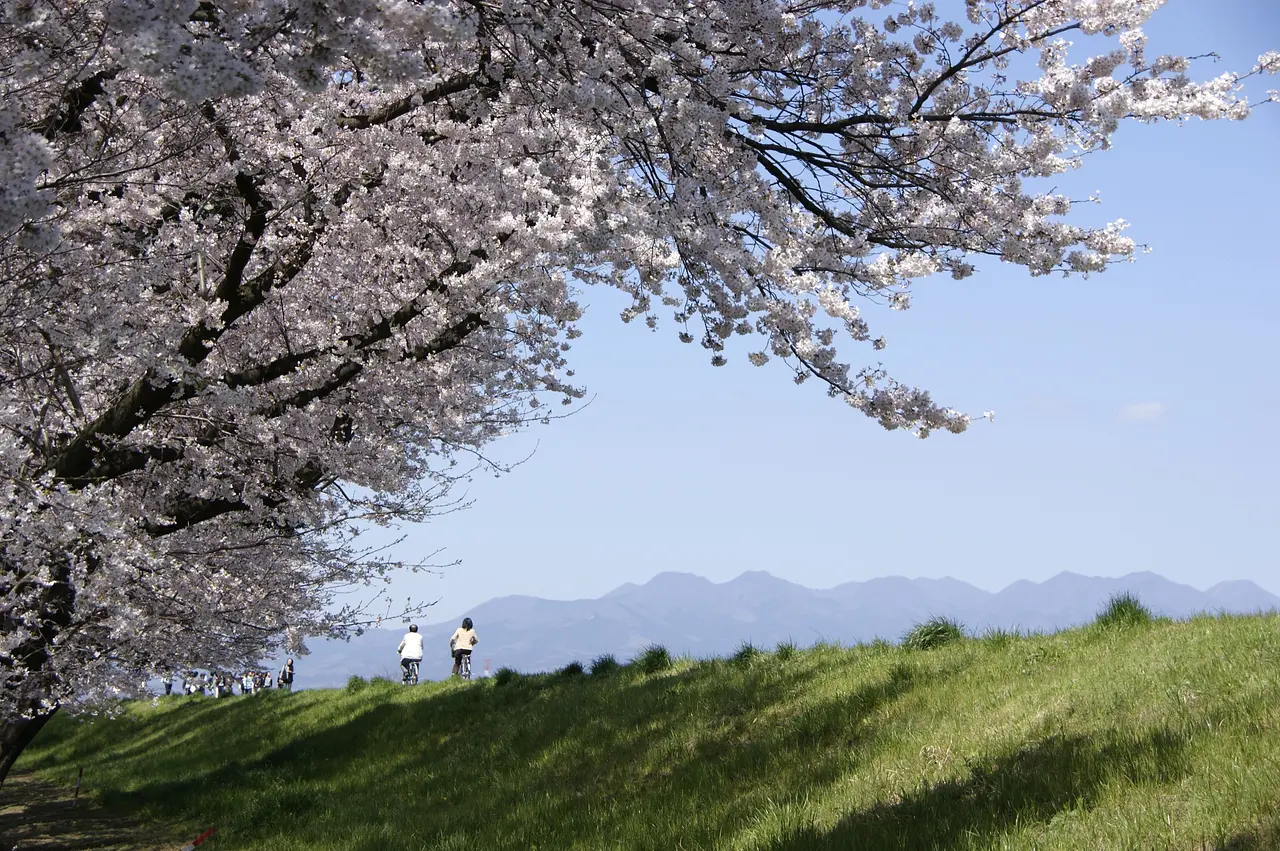 烏川　桜（高崎市）