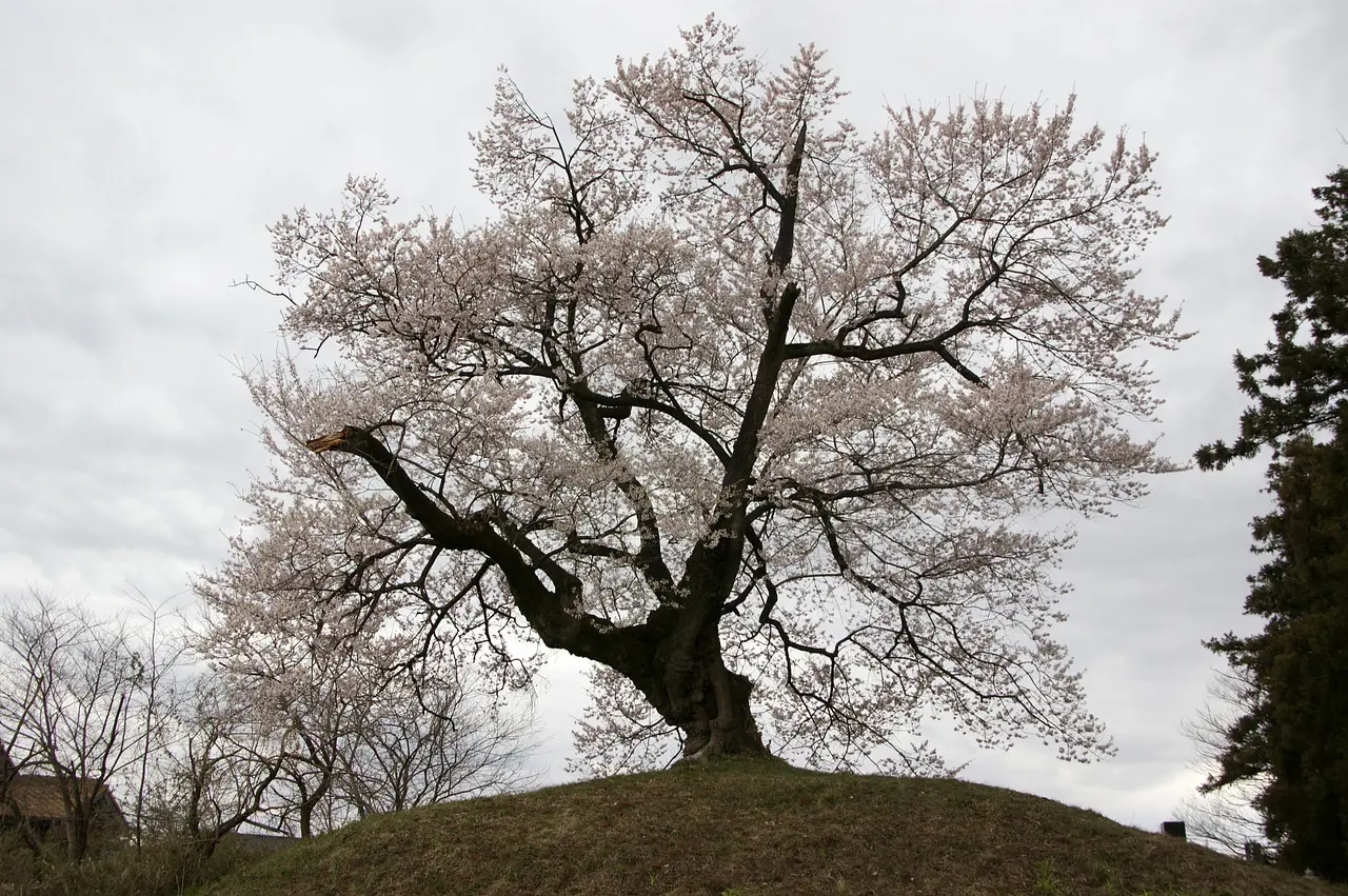 行人塚と芋うえ桜（高崎市）