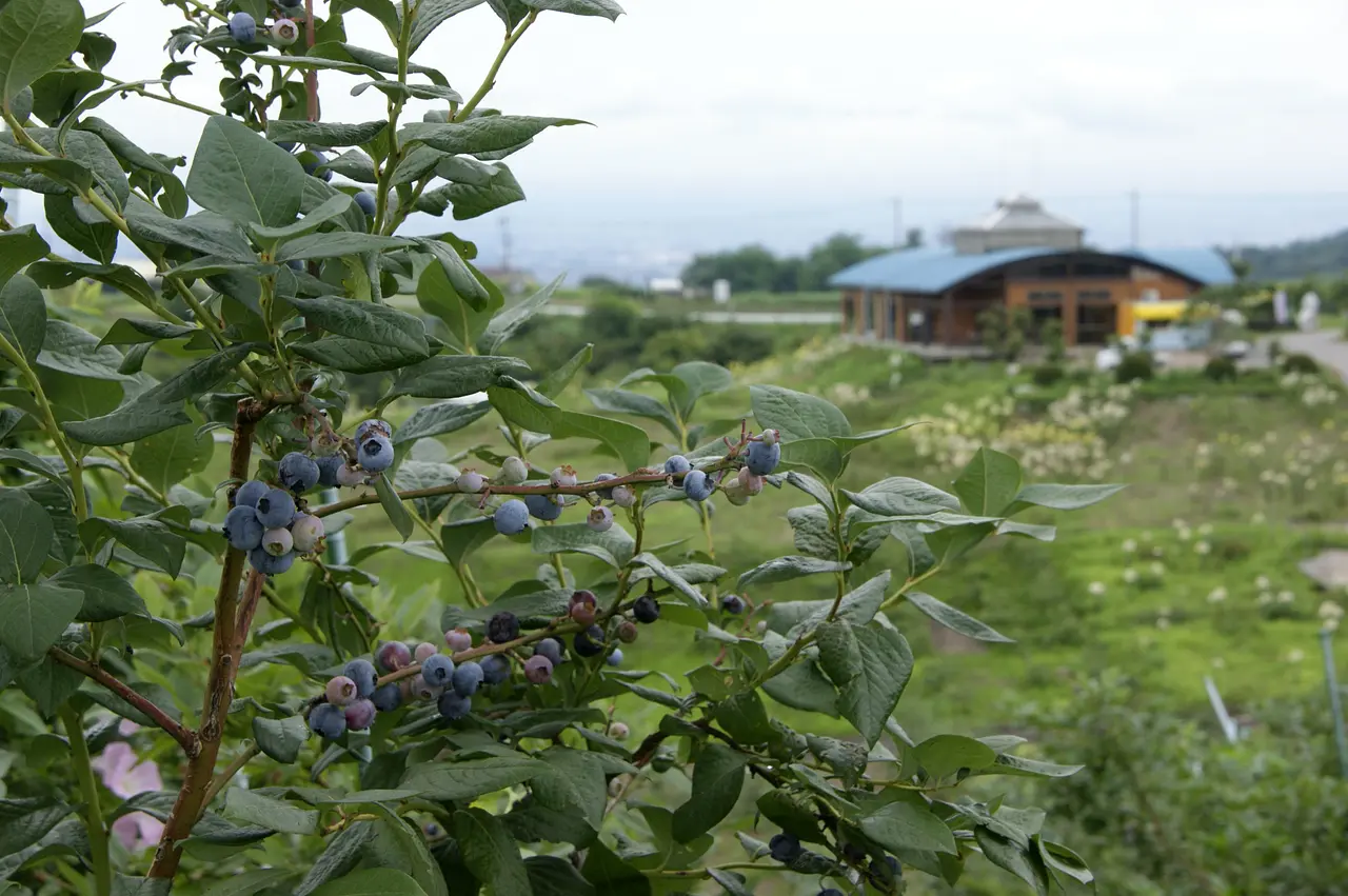 希望の丘農園　ブルーベリー（高崎市）